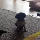 다사주개 네이버블로그