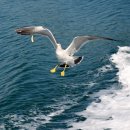 까멜리아 이미지