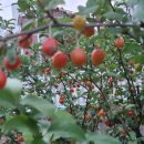 보리수한의원 이미지