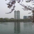 [서울] 도심 속의 그림 같은 호수이자 상큼한 벚꽃 명소, 잠실 석촌호수 (송파나루터, 삼전도비) 이미지