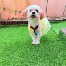 우주유치원 | 우주펫 강아지 유치원 픽드랍 서비스 솔직 후기 - 강북구 별이, 달이 보호자님