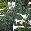 선산대로-50 이미지