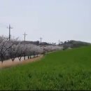카페청보리