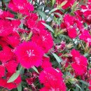 산야초 자연 캠핑장 이미지