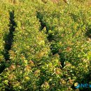 김진규농장 이미지