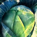 한국종묘농약사 이미지