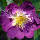 장미수퍼 이미지