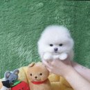 엔젤펫애견샵 | 애견미용부터 호텔까지, 광주애견샵 펫왕국 방문 후기