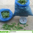 바닷가농원 Daum카페