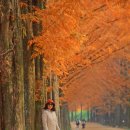 종명랜드 | 담양 메타세쿼이아랜드 단풍 절정