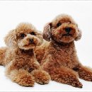 펫퍼스트 24시 강아지분양고양이분양 용인점 이미지