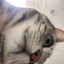 월스트리트 피자 이미지