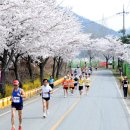 2012 년 제2회 별빛촌 벚꽃마라톤 대회...자양면 이미지