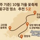 장성터널 | 광주근처 가을꽃축제 &amp; 꽃구경 명소 추천 (화순꽃축제/장성꽃축제/광주꽃축제)