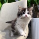 형제종합동물병원 이미지