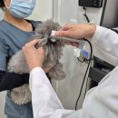 미사다나을동물병원 | 하남 미사 강아지 건강검진은 24시 다나을 동물병원에서