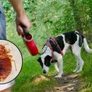 양·한방 전문 힘찬동물병원 이미지