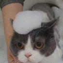 효령로 96 | 강남고양이미용 맞춤 미용과 프리미엄힐링스파 전문 고양이미용실 블랙스완