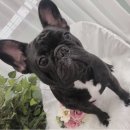 초원애견샵 이미지