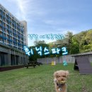 강원도 애견동반여행 자연과 함께하는 평창 숙소 - 휘닉스파크 + 곤돌라 내돈내산 후기