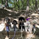 토이켄넬 | 토이푸들 성견 타이니푸들 분양 후기 전문견사 켄넬