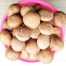 태성톱밥 이미지