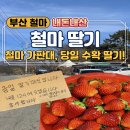 우송농장 | [부산/기장/철마] 내돈내산: "철마 딸기" 철마 웨이팅 필수! 딸기집｜농장에서 당일 딴 신선한 딸기
