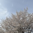 올림픽공원 북1문 옆 공원 | 올림픽공원 벚꽃 명소 실시간 개화 현황 낮밤 야간 비교 포토존 주차 꿀팁