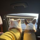 덕분이야모든개 | 양평 ‘편안하개펜션’ 독채 101동/ 애견동반펜션 추천/ 독채펜션 내 돈 내산 후기