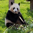 판다 이미지
