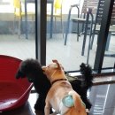 디어도그 이미지