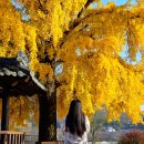 신당리마을회관 | 창녕 은행나무 경남의 숨겨진 보물 가을 절정의 황금 뷰