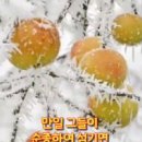 미국이모