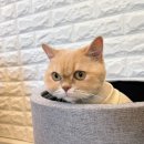 야옹아놀자 마곡점 이미지