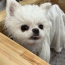 멍쓰홀릭 이미지