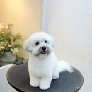 몽톡 이미지