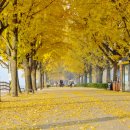 곡교천 은행나무길 이미지