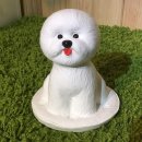 비숑이즈 이미지