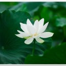 연꽃이야기 이미지