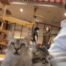 청춘 고양이 카페 이미지