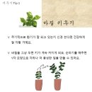 ＜＜레인보우 가든＞＞🌱바질을 심어요~ 이미지