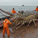 Monster Lobster Haul in Deadly Seas – You Won’t Believe the Size of This Ca 이미지