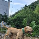 똥강아지 이미지