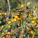 진주여자고등학교 앞 이미지