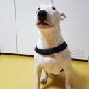 <b>요세미티</b> <b>펫</b> ) 트레폰티 중대형견하네스 튼튼한하네스 추천