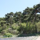 황금소나무 이미지