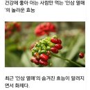 건강식품 인삼열매 발효농축액 파격할인 이미지