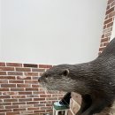 수달수영장 앞 이미지