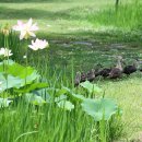 오리나들이 이미지