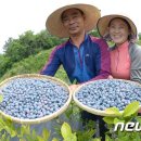 안당농장 이미지